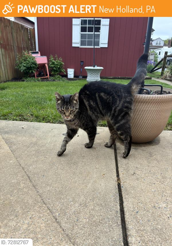 Found/Stray Female Cat last seen Sycamore Springs Garden Spot Village, New Holland, PA 17557
