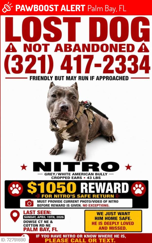 Lost Male Dog last seen Cromey, Riviera. Port Malabar Rd, Palm Bay, FL 32905