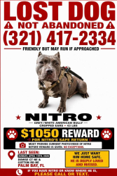Lost Male Dog last seen Cromey, Riviera. Port Malabar Rd, Palm Bay, FL 32905