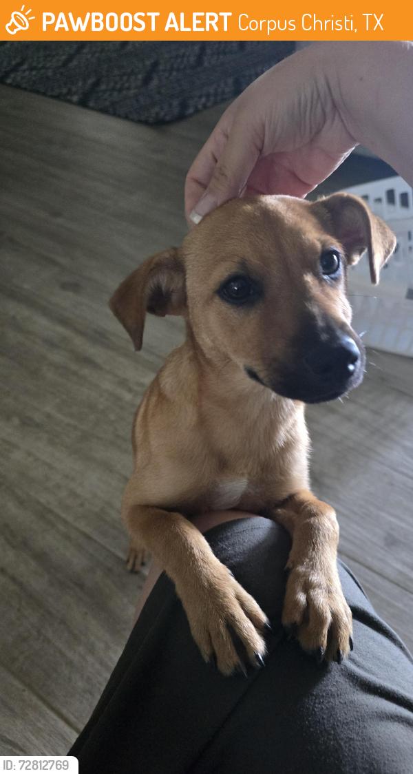 Found/Stray Female Dog last seen Santa Maria Acres, Corpus Christi, TX 78415