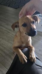 Found/Stray Female Dog last seen Santa Maria Acres, Corpus Christi, TX 78415