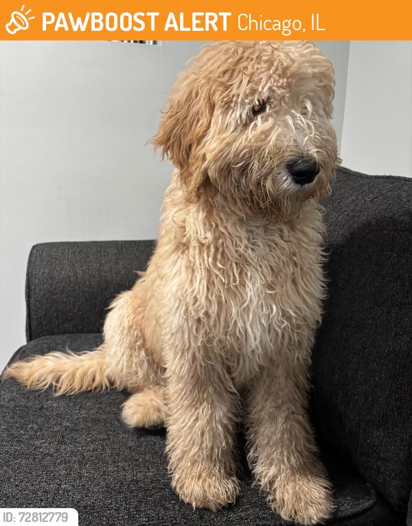 Found/Stray Male Dog last seen Kedvale Ave & Thomas St , Chicago, IL 60651