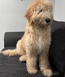 Found/Stray Male Dog last seen Kedvale Ave & Thomas St , Chicago, IL 60651