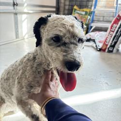 Found/Stray Male Dog last seen Snider and Oakwood, Pima County, AZ 85749