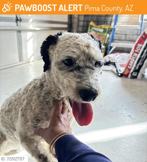 Found/Stray Male Dog last seen Snider and Oakwood, Pima County, AZ 85749