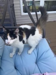 Found/Stray Female Cat last seen Highview and Rue Vue Du Lac, East Peoria, IL 61611