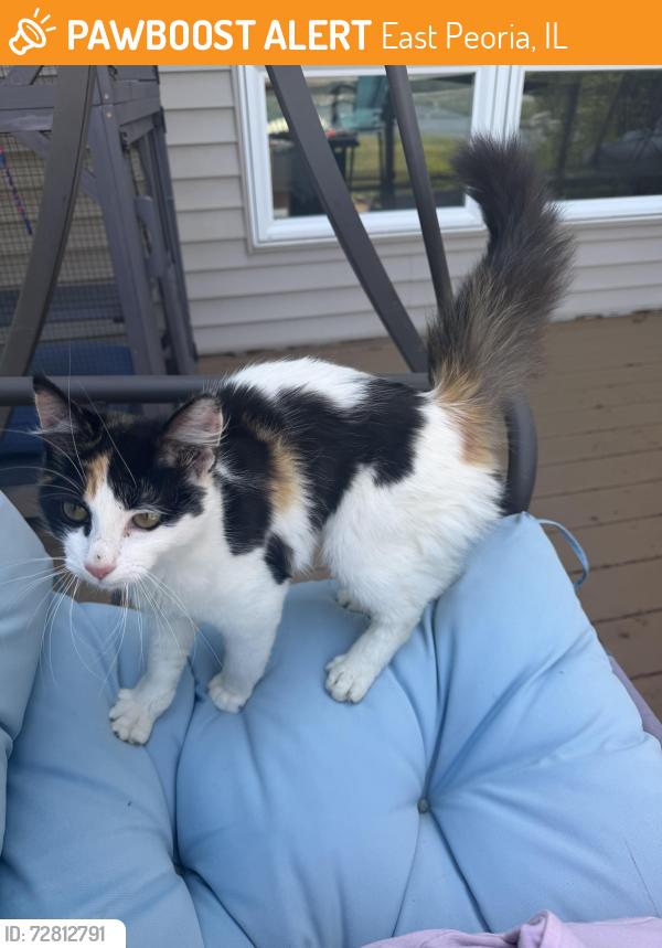 Found/Stray Female Cat last seen Highview and Rue Vue Du Lac, East Peoria, IL 61611