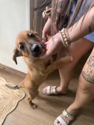 Found/Stray Female Dog last seen Greenhouse Rd. & Clay Rd., Katy, TX 77449