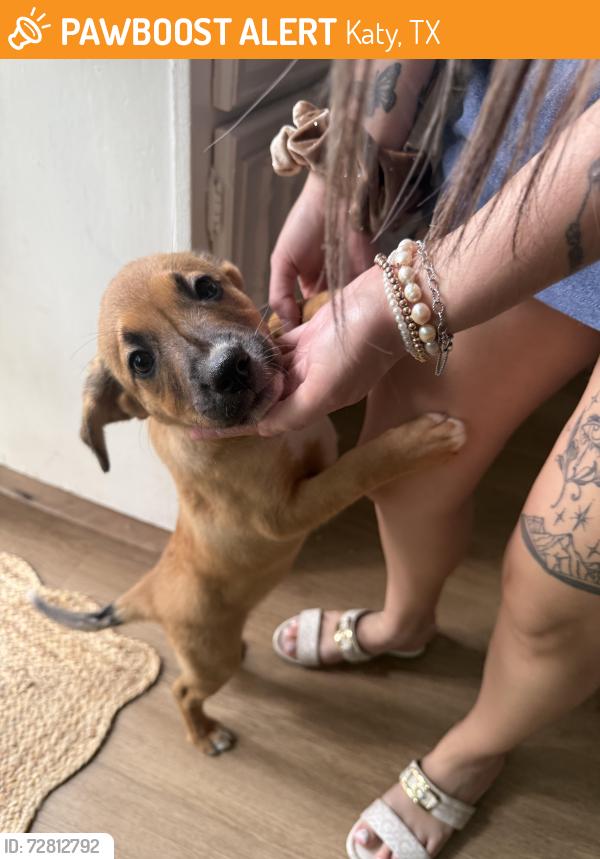 Found/Stray Female Dog last seen Greenhouse Rd. & Clay Rd., Katy, TX 77449