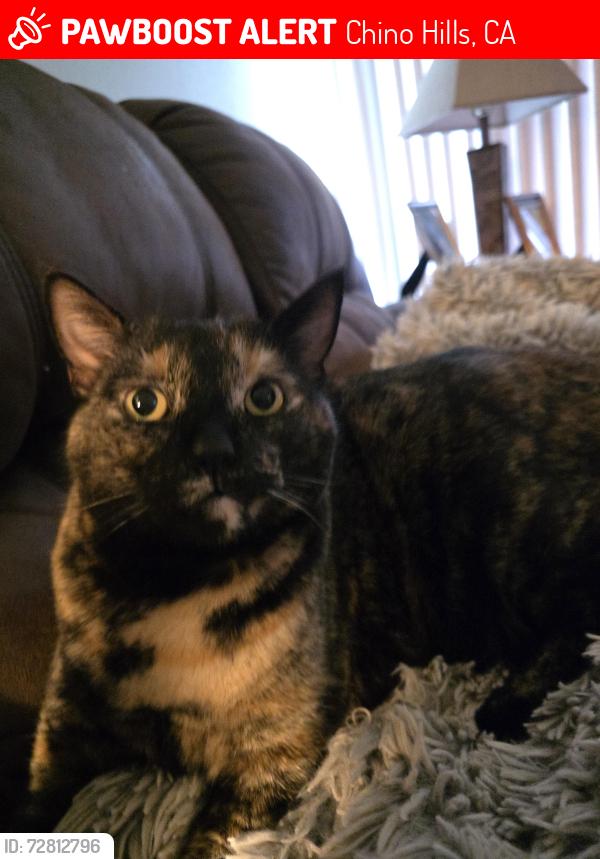 Lost Female Cat last seen Peyton and Paisley, Chino Hills, CA 91709