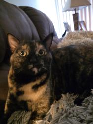 Lost Female Cat last seen Peyton and Paisley, Chino Hills, CA 91709