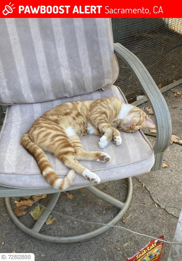 Lost Male Cat last seen 9th abe, Sacramento, CA 95817