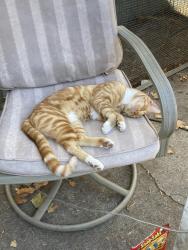 Lost Male Cat last seen 9th abe, Sacramento, CA 95817