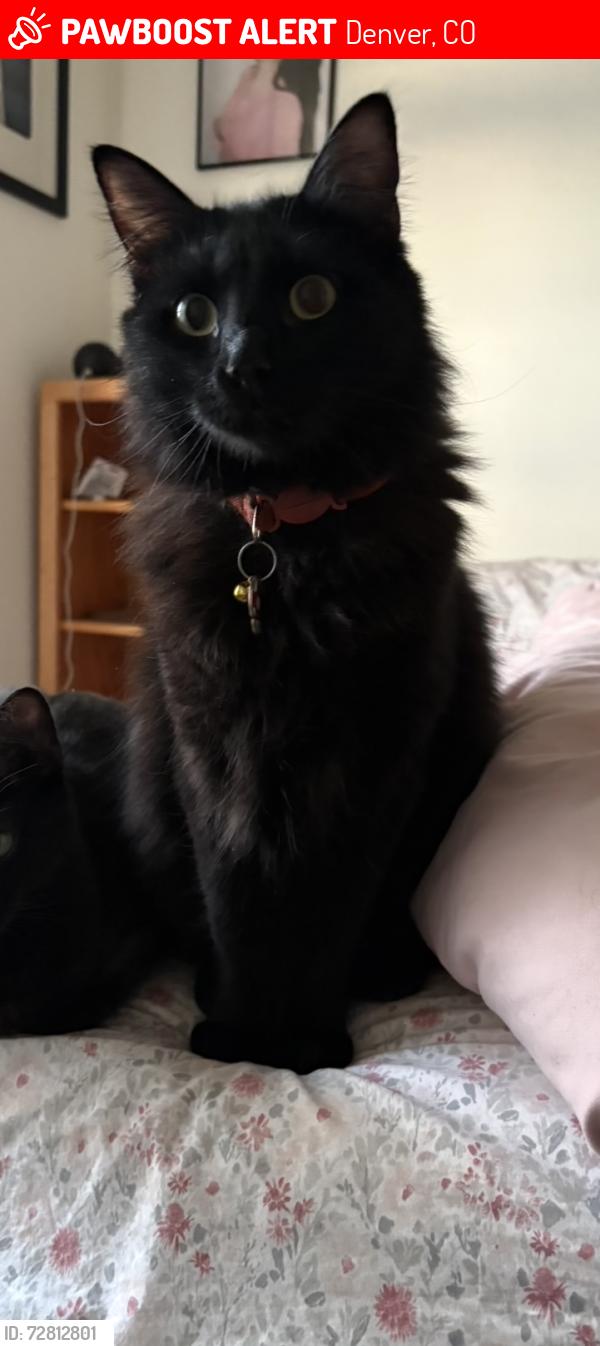 Lost Male Cat last seen Near W 123rd Ave, Denver, CO 80234