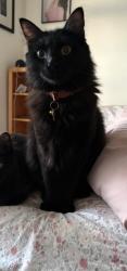 Lost Male Cat last seen Near W 123rd Ave, Denver, CO 80234