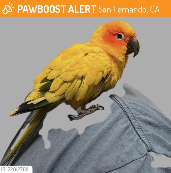 Found/Stray Unknown Bird last seen Pacoima , San Fernando, CA 91341