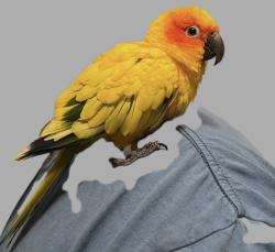 Found/Stray Unknown Bird last seen Pacoima , San Fernando, CA 91341