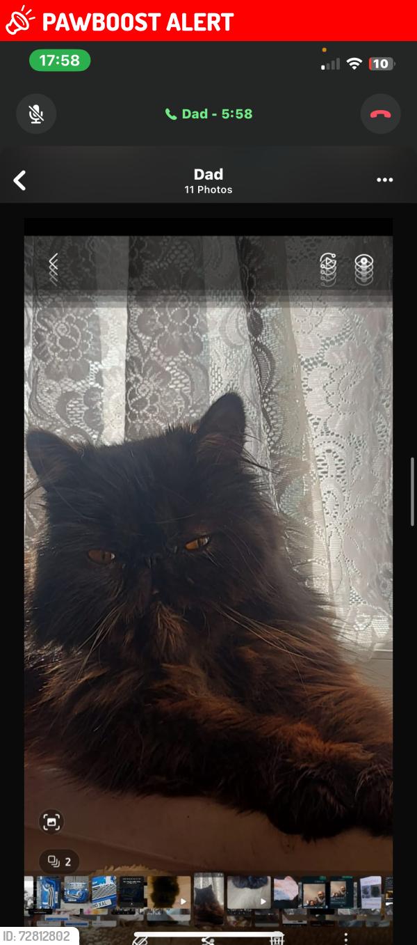 Lost Male Cat last seen Holder road, West Midlands, England B11