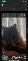 Lost Male Cat last seen Holder road, West Midlands, England B11