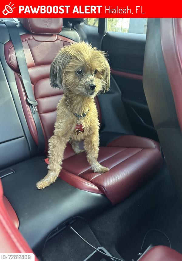 Lost Female Dog last seen Miami Lakes, Hialeah, FL 33015