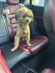 Lost Female Dog last seen Miami Lakes, Hialeah, FL 33015