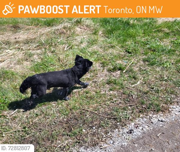 Found/Stray Male Dog last seen Mary Curtis Park, intersection with Lakeshore Boulevard, near water tower, Toronto, ON M8W