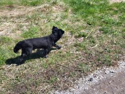 Found/Stray Male Dog last seen Mary Curtis Park, intersection with Lakeshore Boulevard, near water tower, Toronto, ON M8W