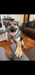 Lost Male Dog last seen Independence , Oklahoma City, OK 73112