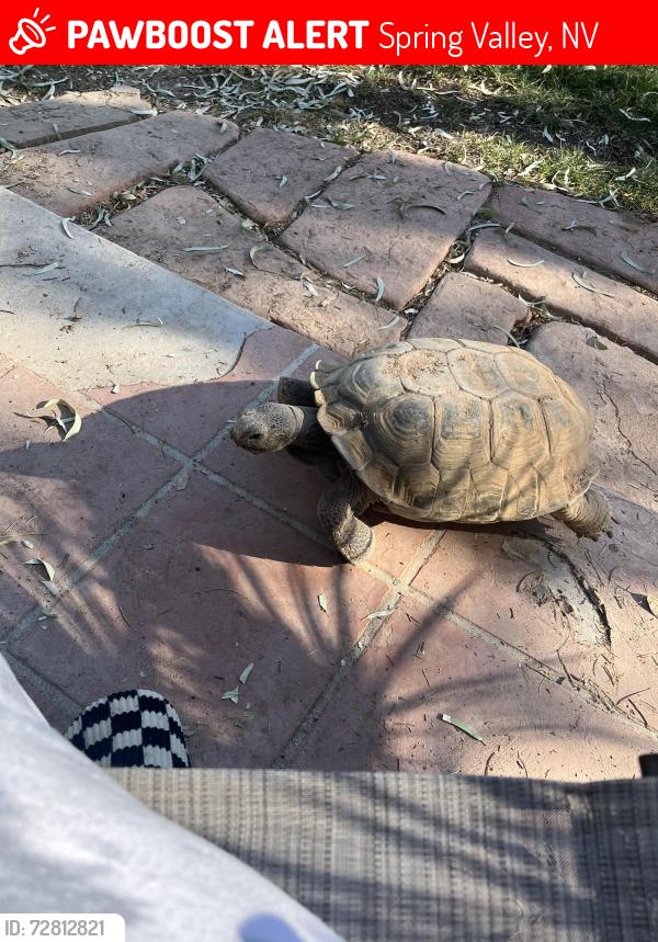 Lost Male Other last seen Mohawk and pebby, Spring Valley, NV 89118