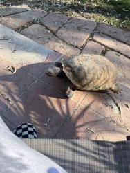 Lost Male Other last seen Mohawk and pebby, Spring Valley, NV 89118