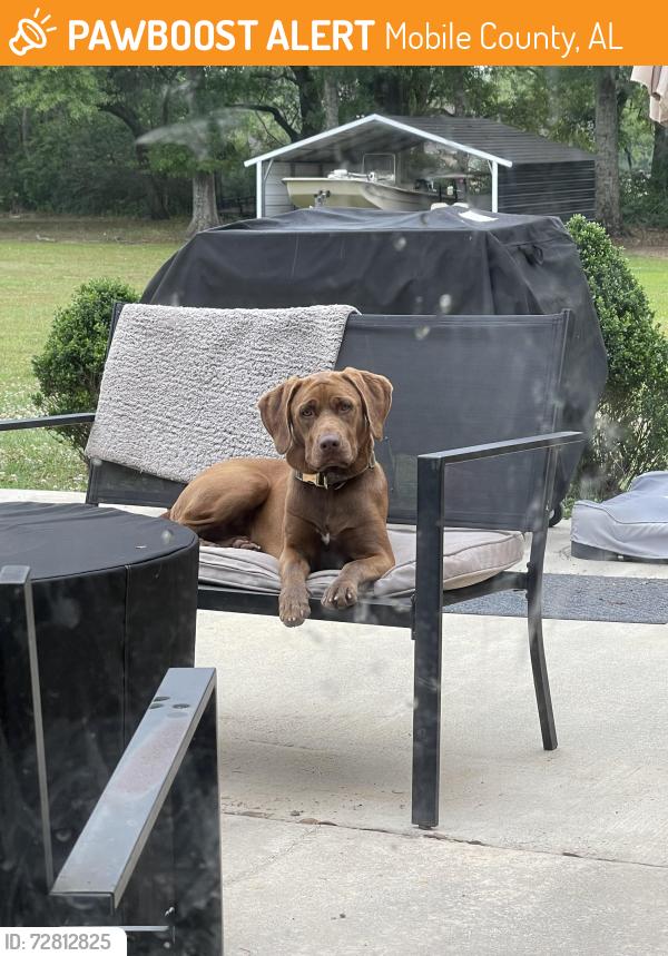 Found/Stray Female Dog last seen March Road, I 10 Service Rd, Mobile County, AL 36544