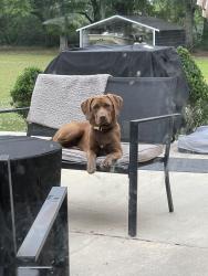 Found/Stray Female Dog last seen March Road, I 10 Service Rd, Mobile County, AL 36544