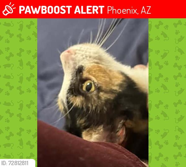 Lost Female Cat last seen 35th Ave north of 101 Freeway, Phoenix, AZ 85308