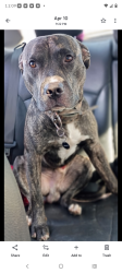 Lost Male Dog last seen By v.watts furniture , Livingston, LA 70754