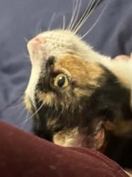 Lost Female Cat last seen 35th Ave north of 101 Freeway, Phoenix, AZ 85308