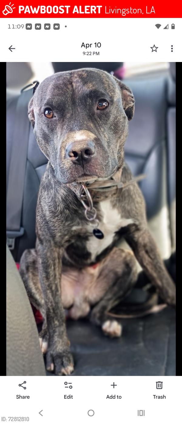 Lost Male Dog last seen By v.watts furniture , Livingston, LA 70754