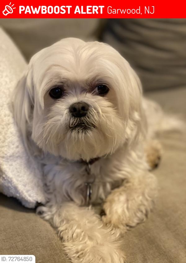Lost Male Dog last seen Locust Avenue and Center Street , Garwood, NJ 07027