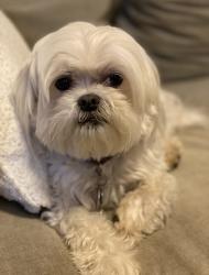 Lost Male Dog last seen Locust Avenue and Center Street , Garwood, NJ 07027