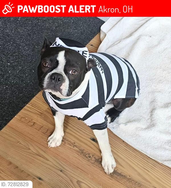 Lost Male Dog last seen Near spins bowling alley Springfield, Akron, OH 44312