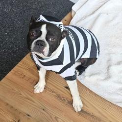Lost Male Dog last seen Near spins bowling alley Springfield , Akron, OH 44312