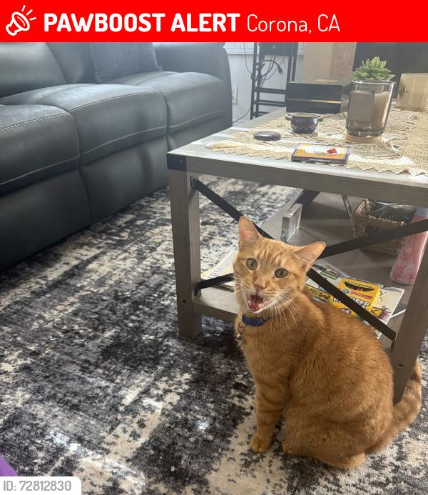 Lost Male Cat last seen Portofino Community, Corona, CA 92881