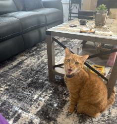 Lost Male Cat last seen Portofino Community, Corona, CA 92881