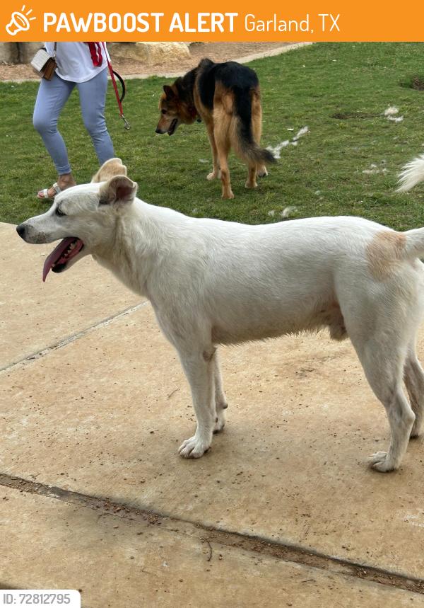 Found/Stray Male Dog last seen Parque de los perros , Garland, TX 75041