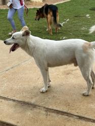 Found/Stray Male Dog last seen Parque de los perros , Garland, TX 75041