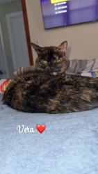 Lost Female Cat last seen Nelson street New Britain CT, 06053, New Britain, CT 06053