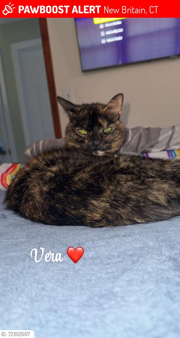 Lost Female Cat last seen Nelson street New Britain CT, 06053, New Britain, CT 06053