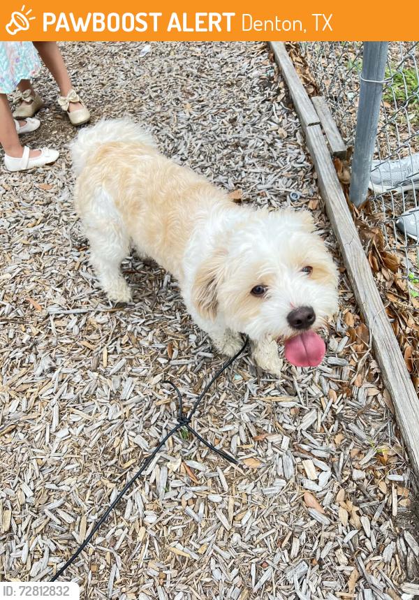 Found/Stray Unknown Dog last seen Denton Tx., Denton, TX 76209