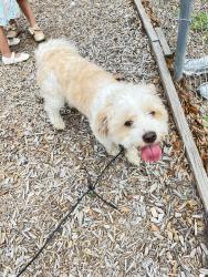 Found/Stray Unknown Dog last seen Denton Tx., Denton, TX 76209