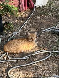Lost Male Cat last seen Expy 83 and , McAllen, TX 78503