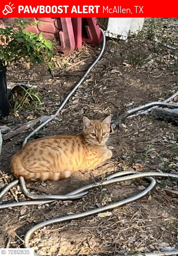 Lost Male Cat last seen Expy 83 and , McAllen, TX 78503